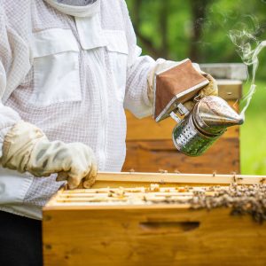 Aphrodites Harvest Adelaide beekeeper training buy raw honey South Australia