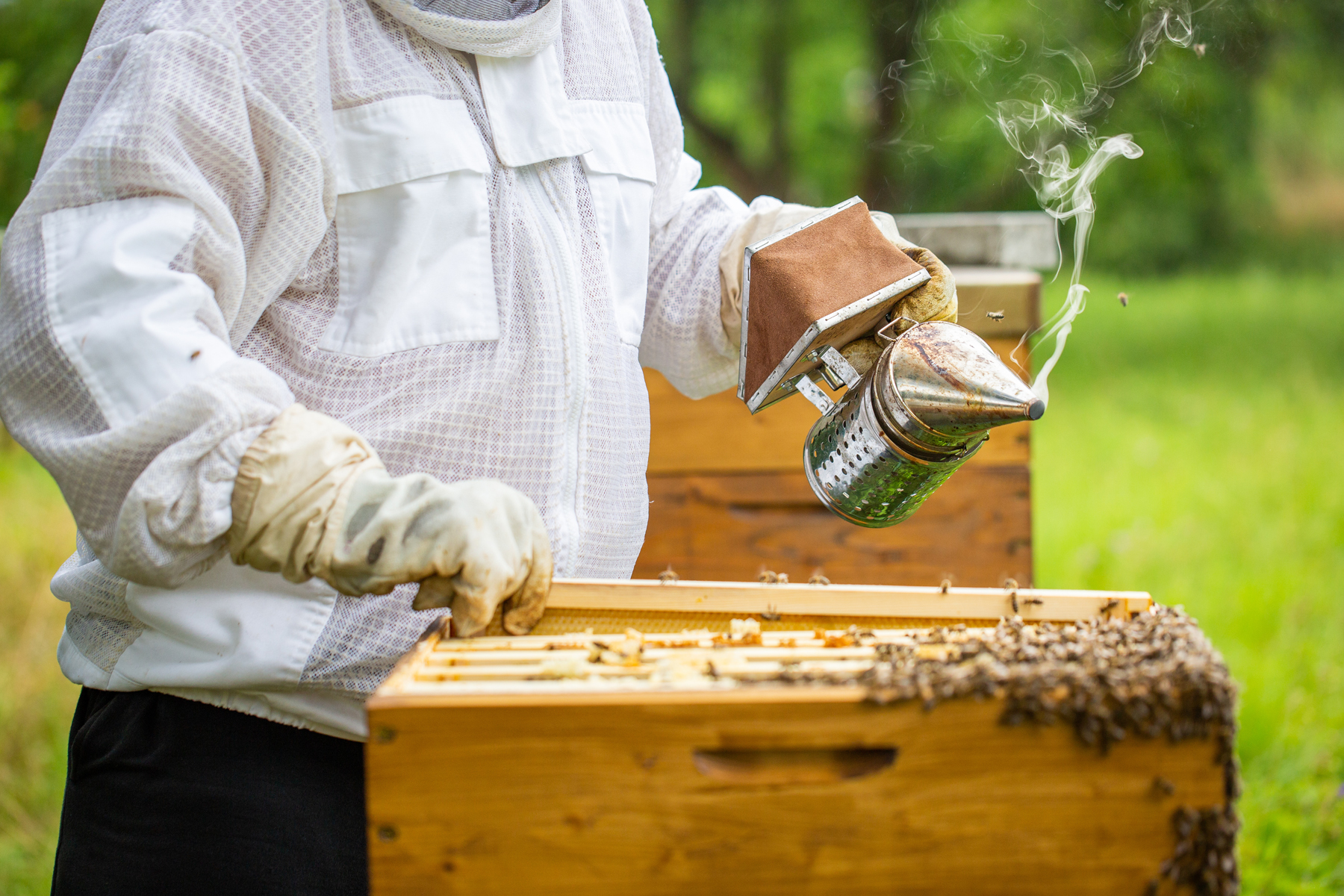 Aphrodites Harvest Adelaide beekeeper training buy raw honey South Australia