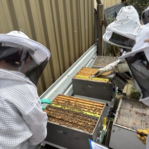 Mentoring at your Apiary $99