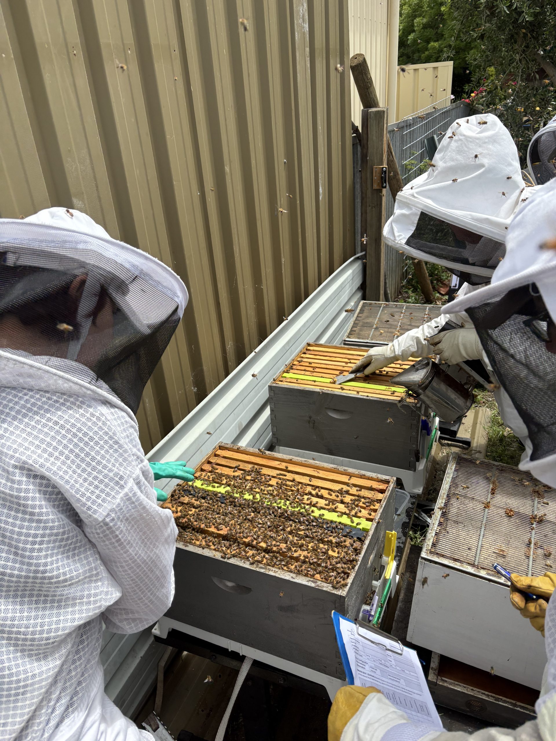 Mentoring at your Apiary $99