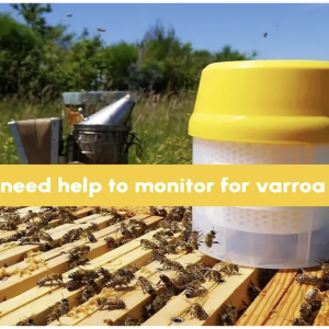 Varroa Mite Inspection - 60 minutes