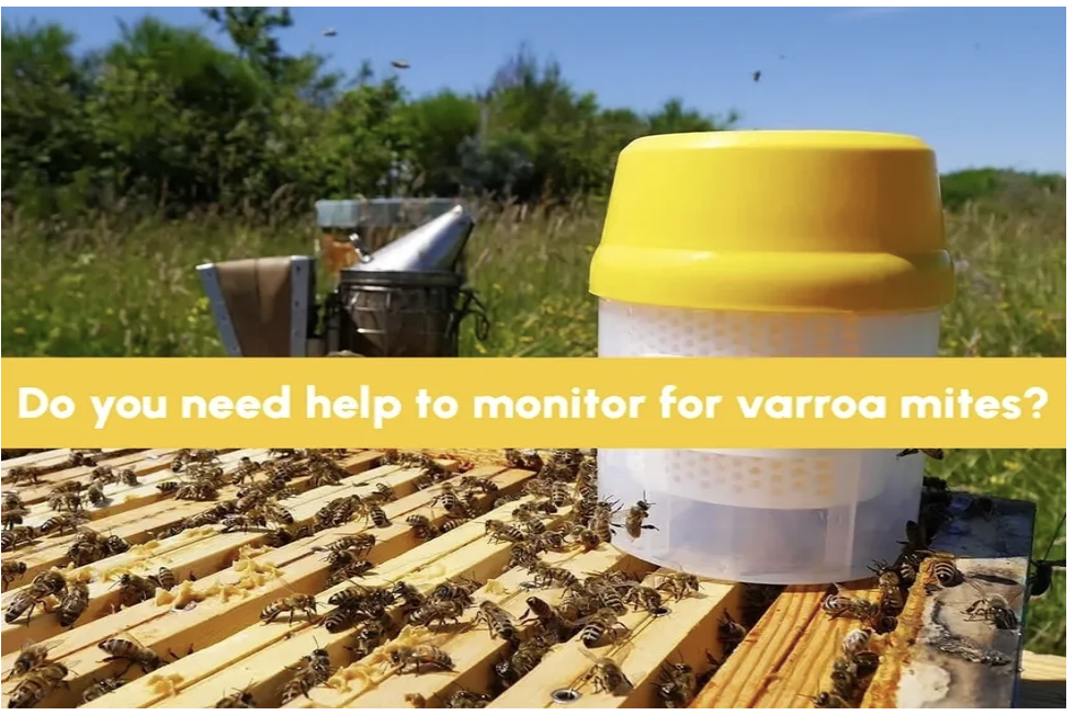 Varroa Mite Inspection - 60 minutes