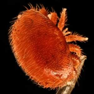 Getting to Grips with Varroa - Saturday - Monthly - Seasonally
