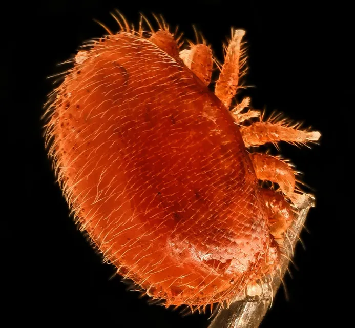 Getting to Grips with Varroa - Saturday - Monthly - Seasonally